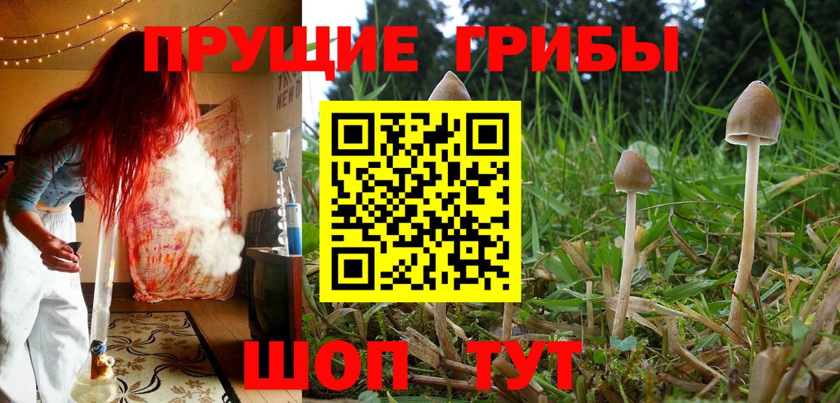 Галлюциногенные грибы Psilocybe Астрахань